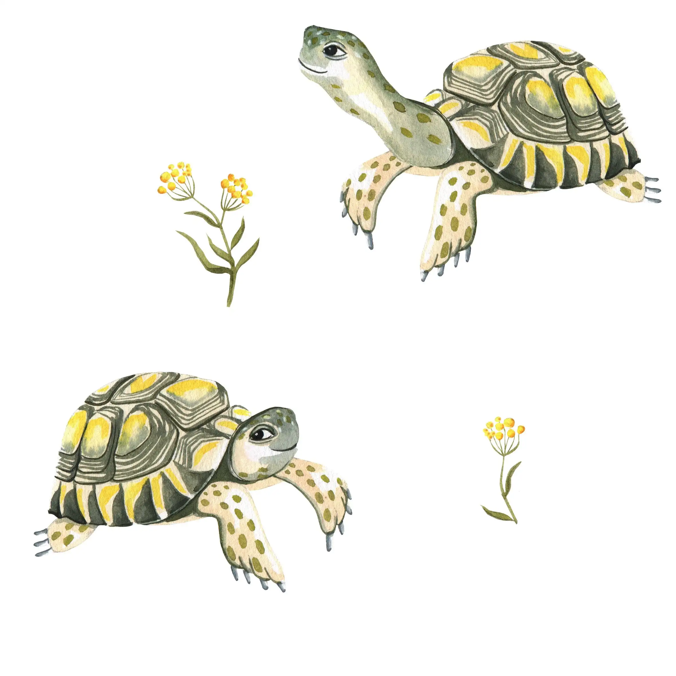 Body Bebé Tortugas - Imagen 2