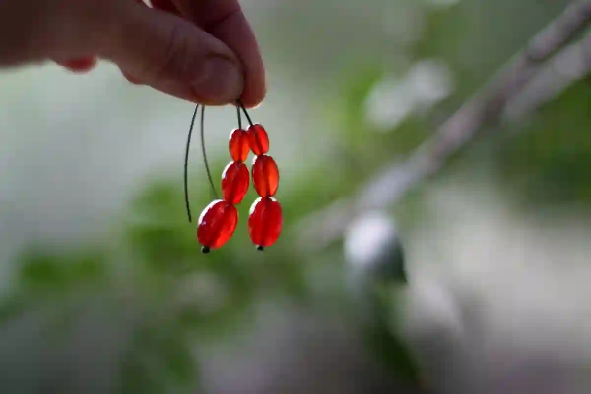 Rosa canina - pendientes de aro abiertos de plata de primera ley con cornalina