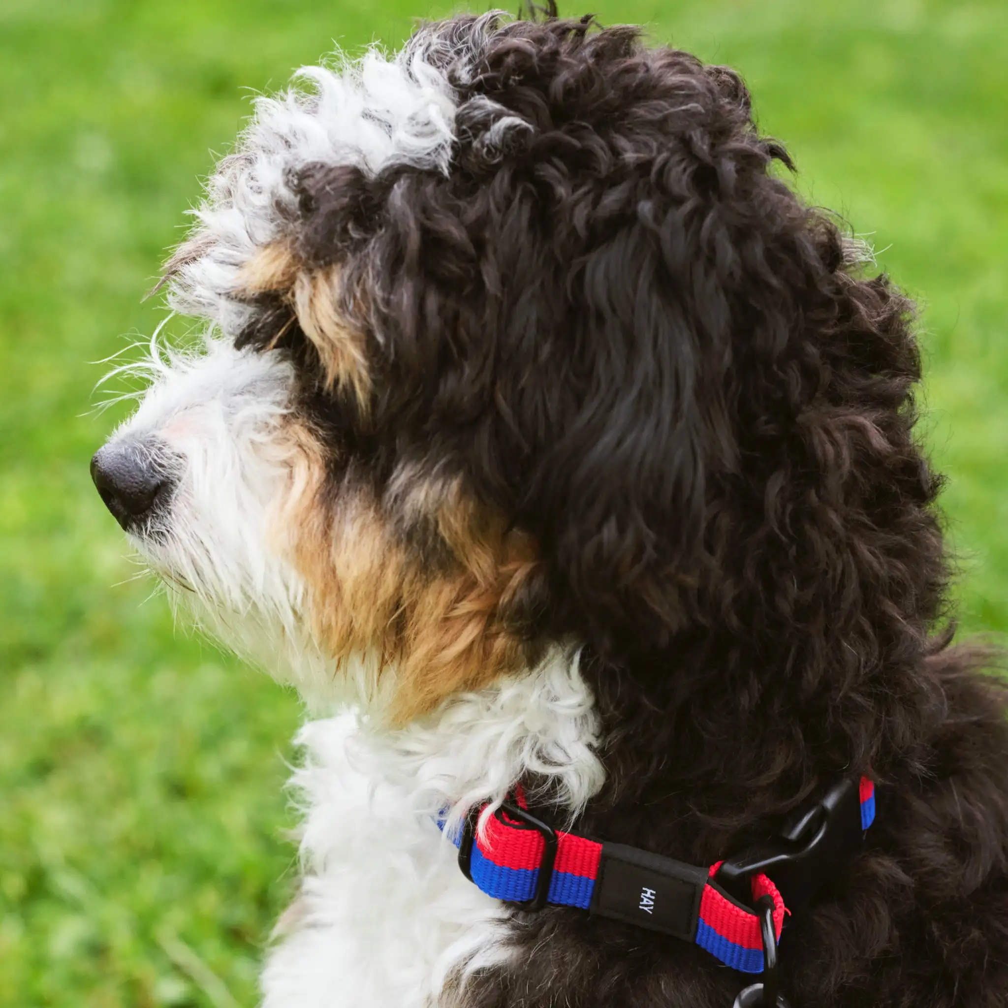 HAY COLLAR PARA PERROS PEQUEÑO/MEDIO (VARIOS COLORES) - Imagen 2