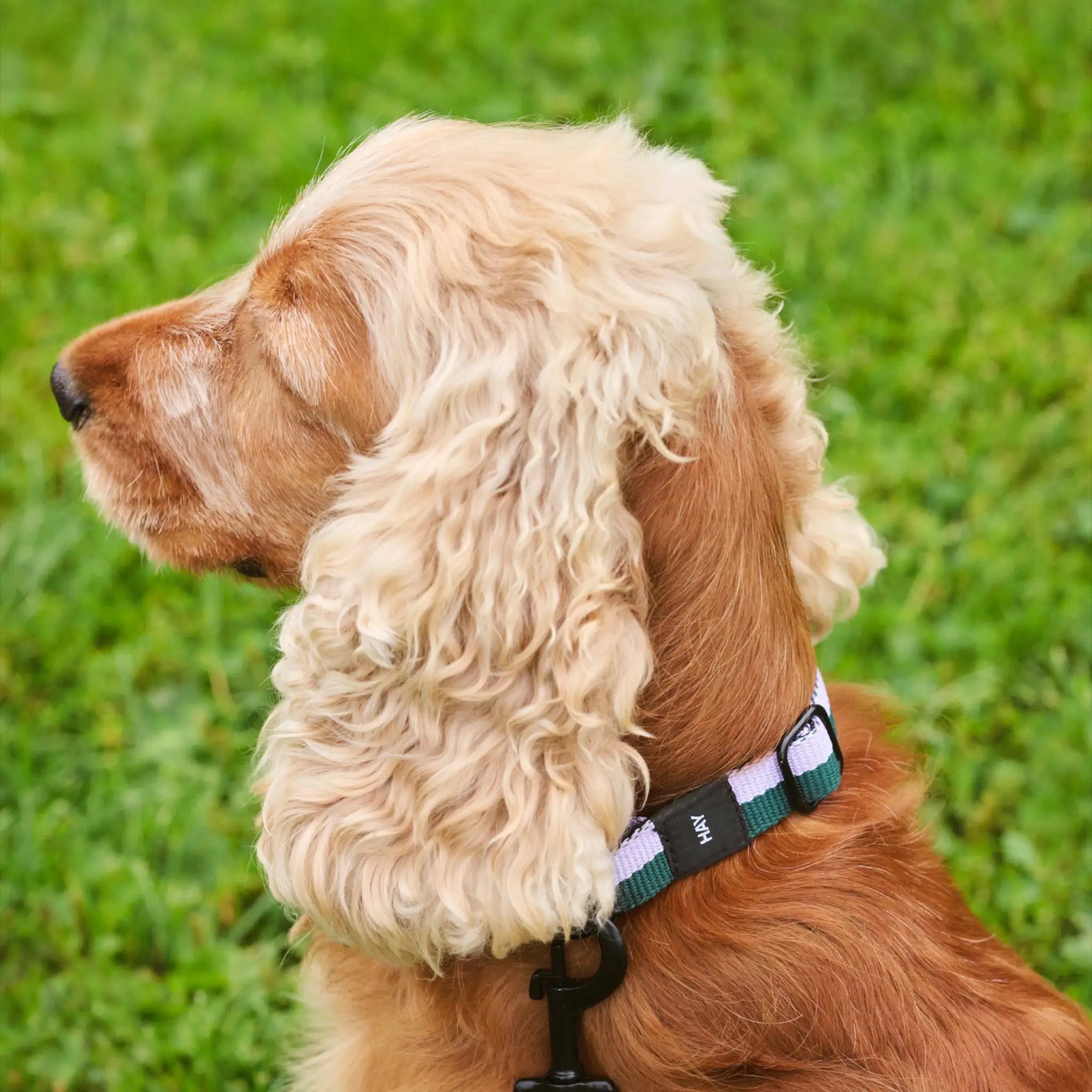 COLLAR PARA PERROS HAY MEDIANO/GRANDE (VARIOS COLORES) - Imagen 2