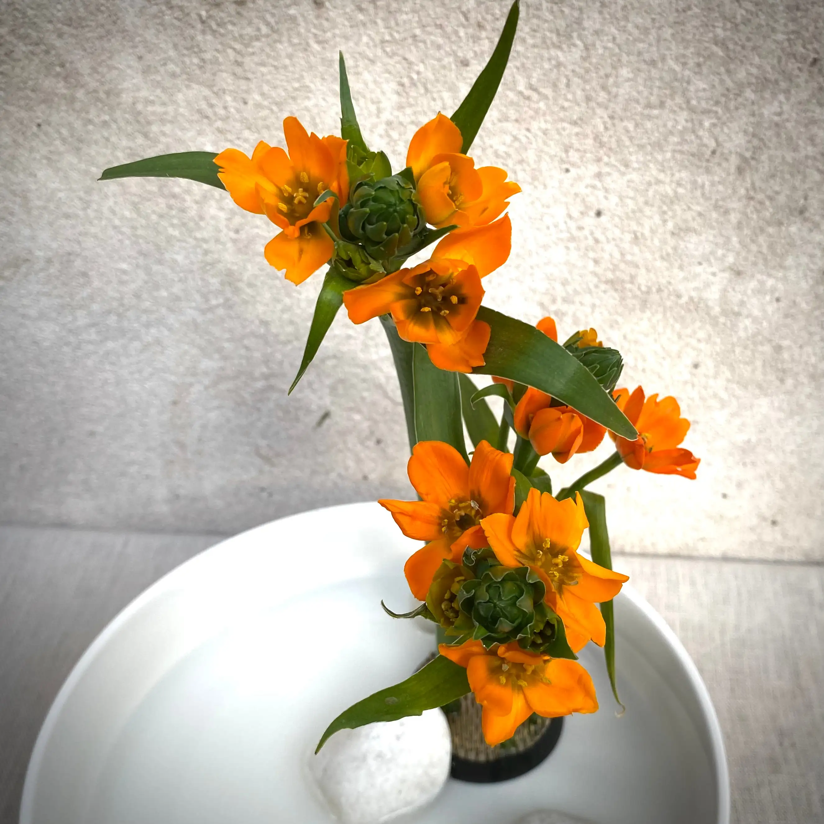 Reserva Taller Ikebana
