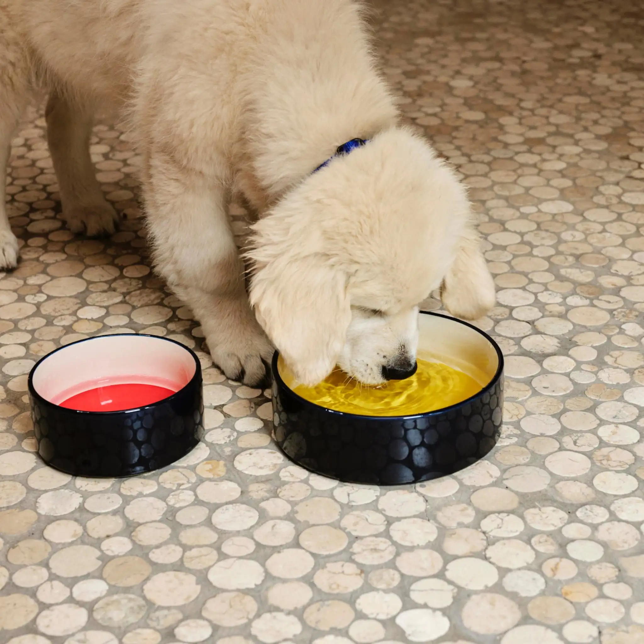 CUENCO HAY DOGS GRANDE (VARIOS COLORES) - Imagen 3