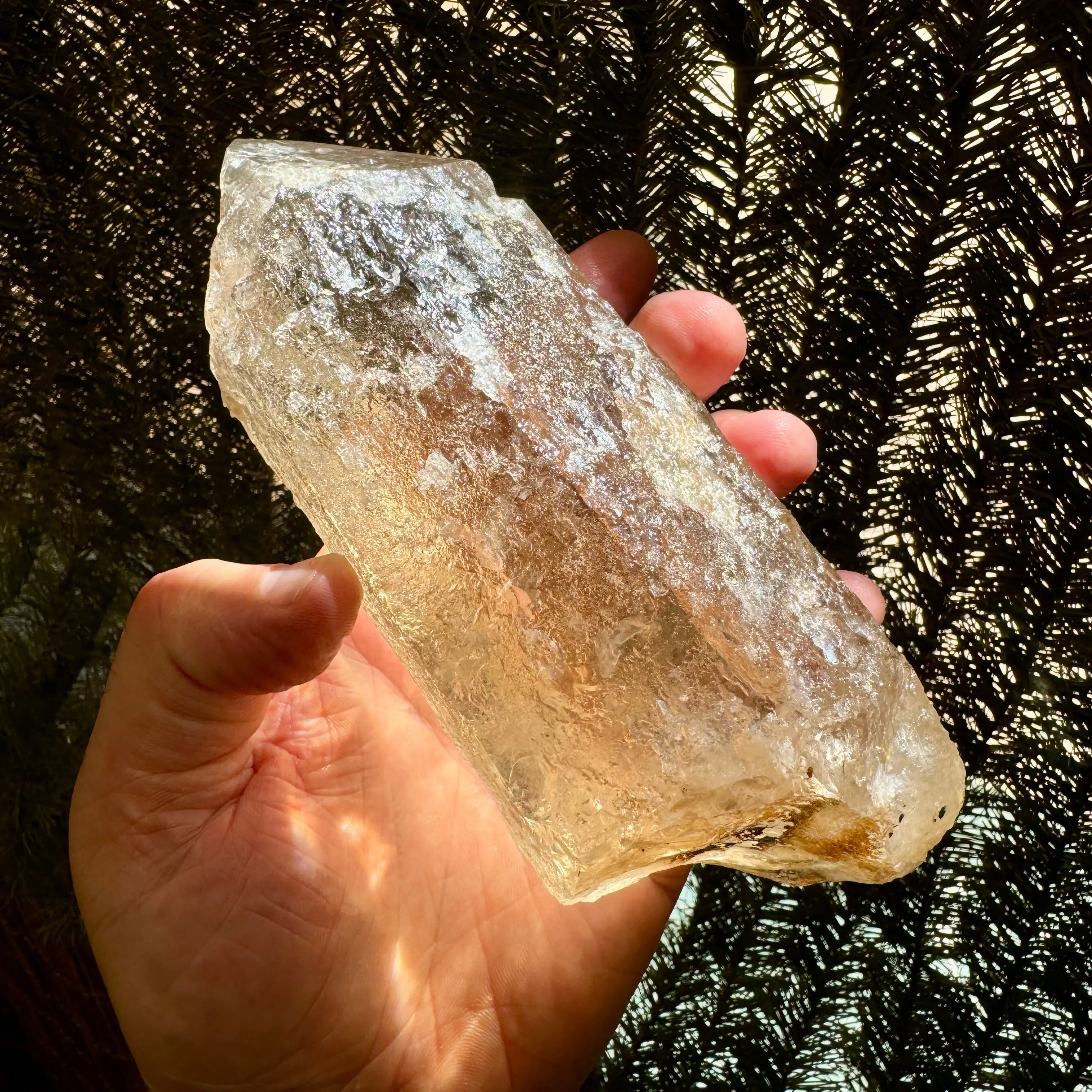 CÍTRICOS NATURALES SIN PULIR 984 g. BASE METALICA - Imagen 6