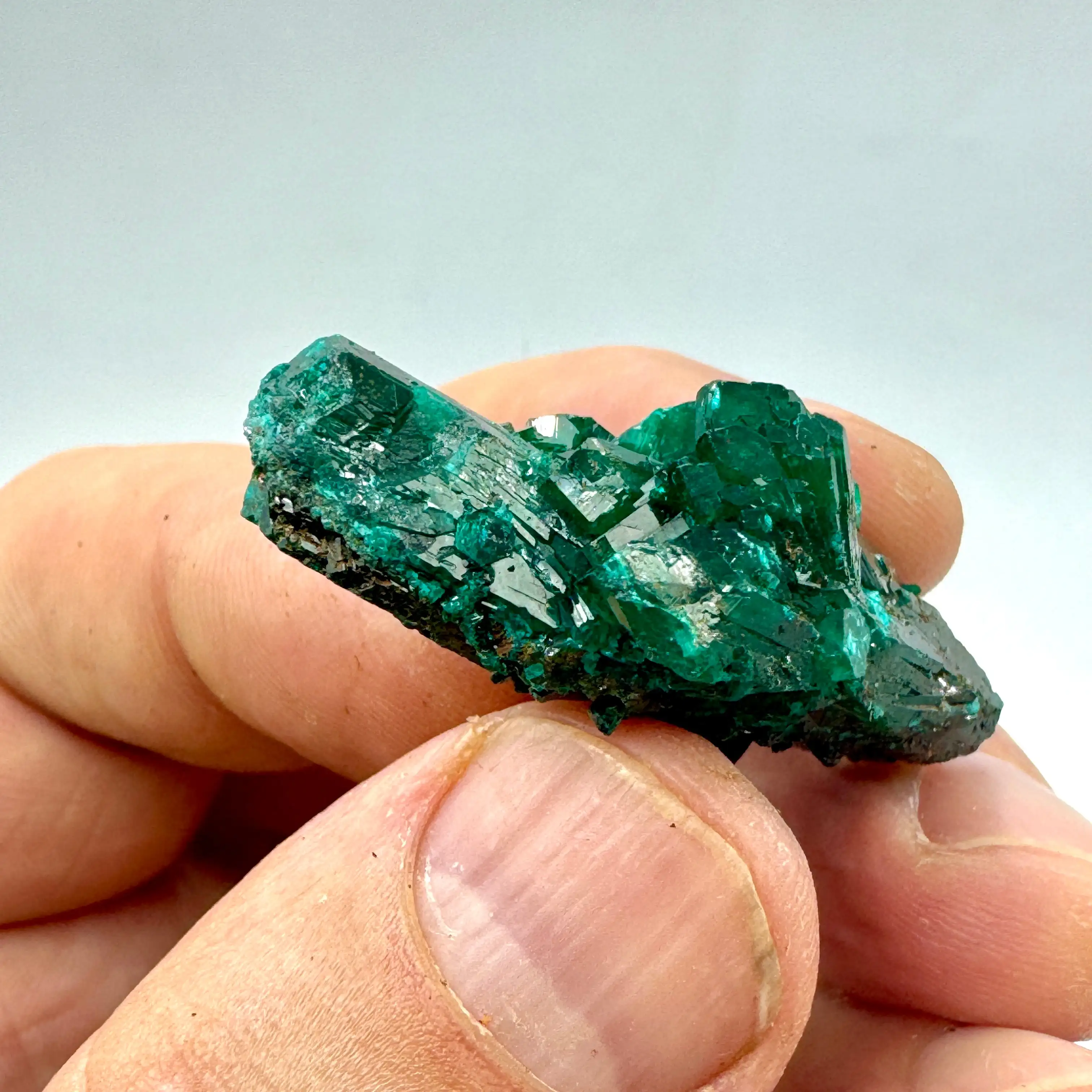 DIOPTASA DEL CONGO - Imagen 3