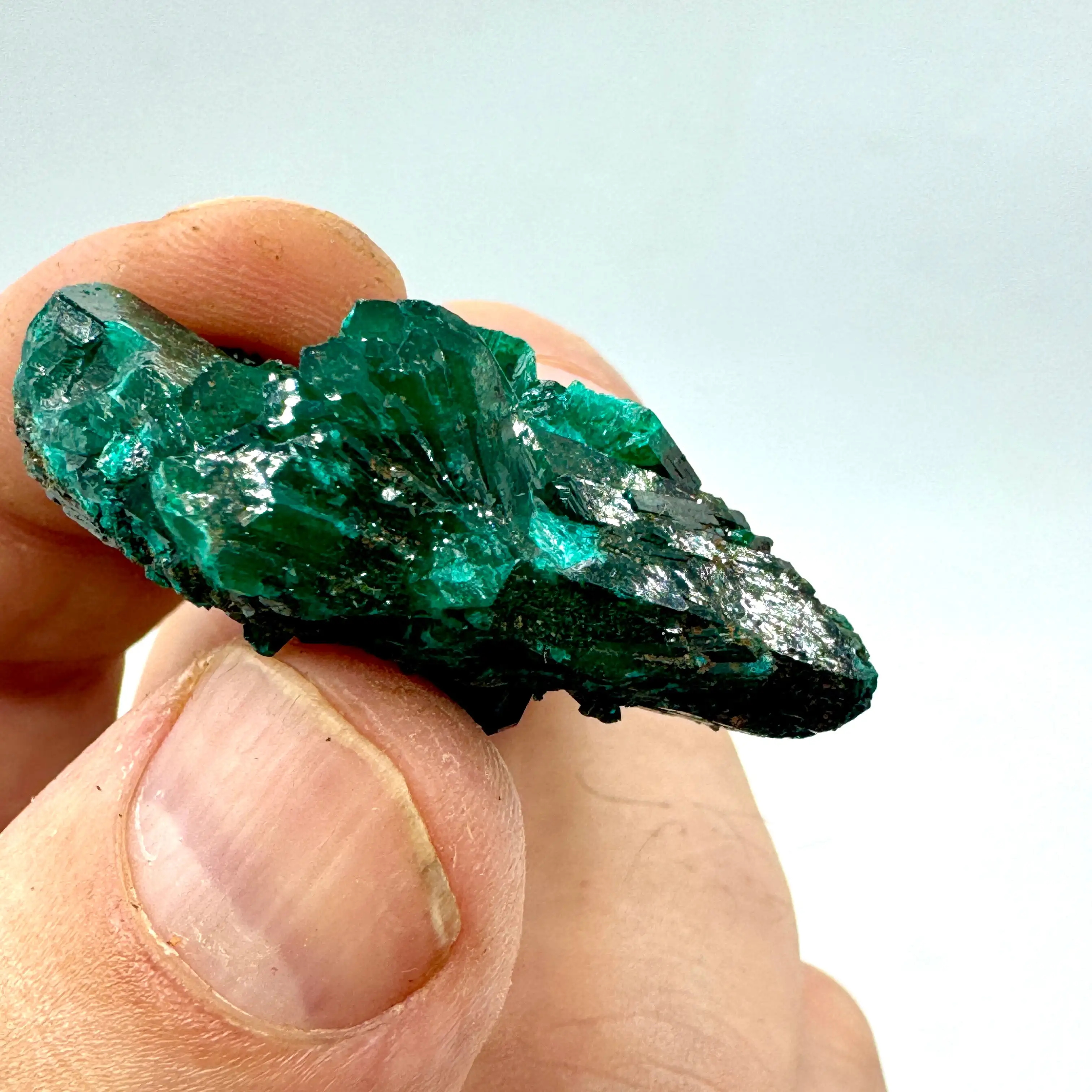 DIOPTASA DEL CONGO - Imagen 4