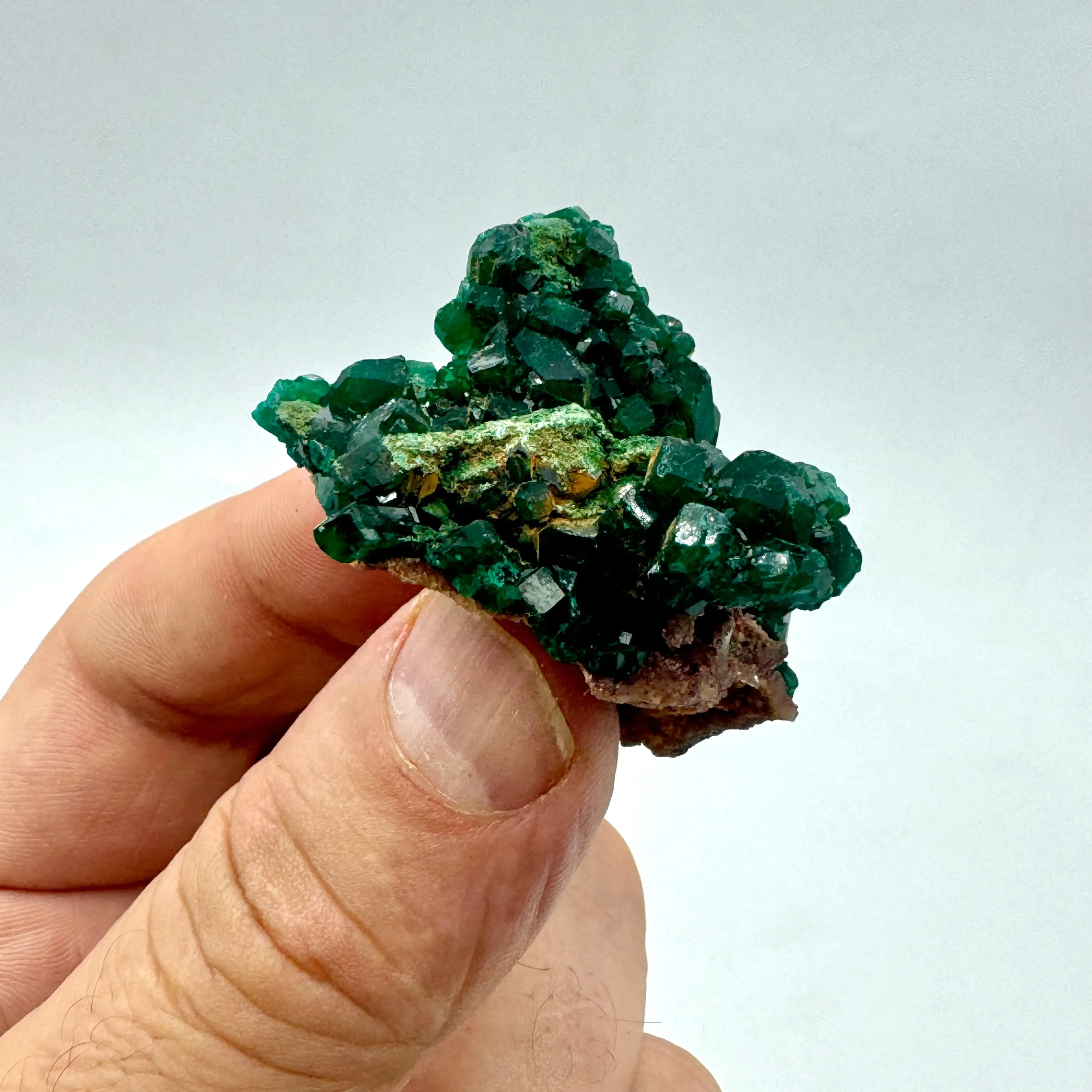 DIOPTASA DEL CONGO - Imagen 2