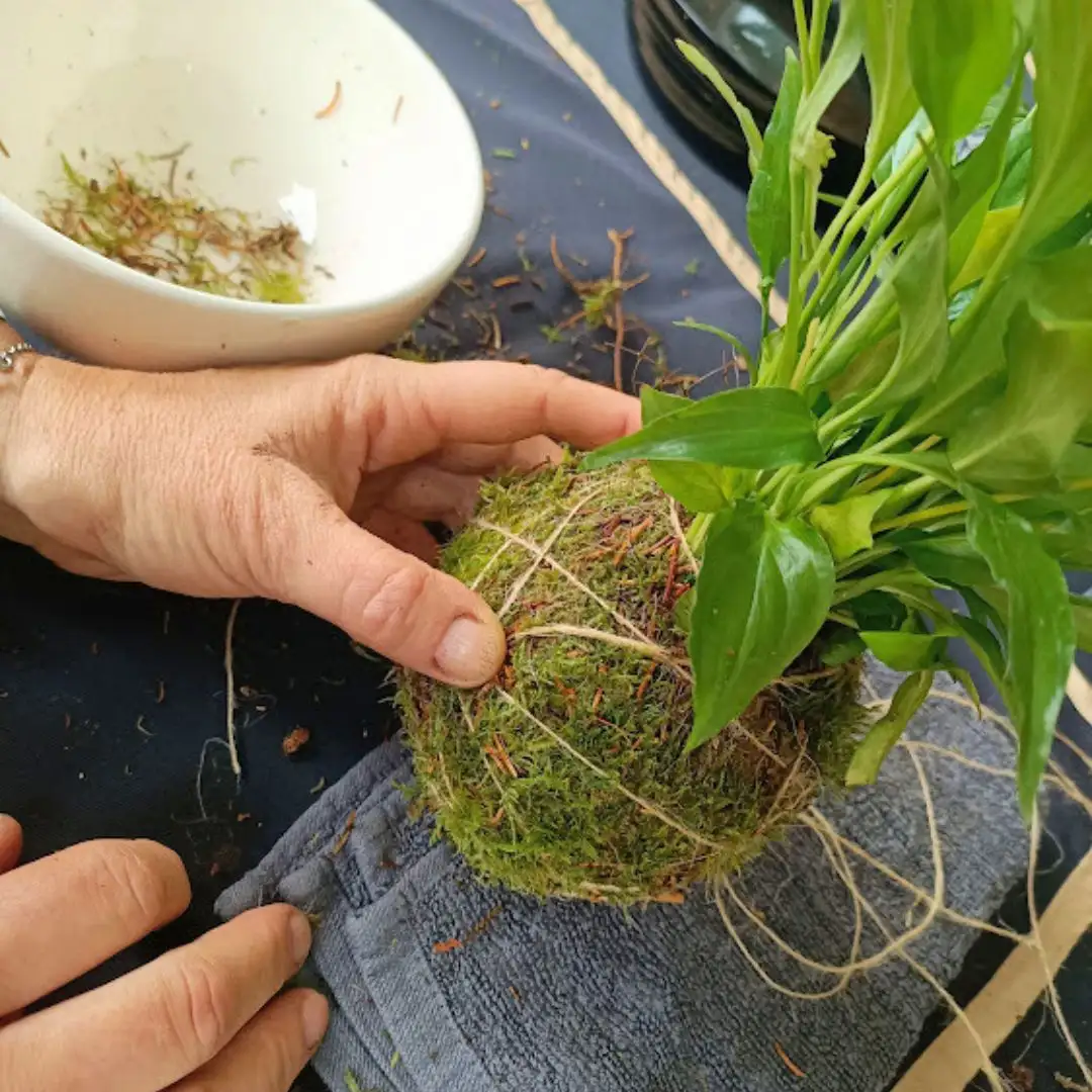 Experiencia Taller Kokedama - Imagen 2