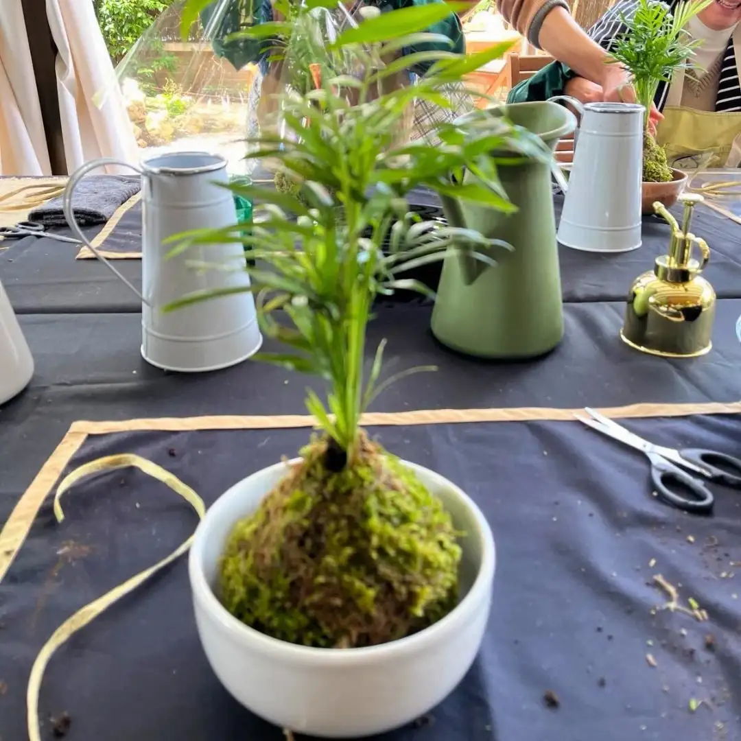 Experiencia Taller Kokedama - Imagen 3