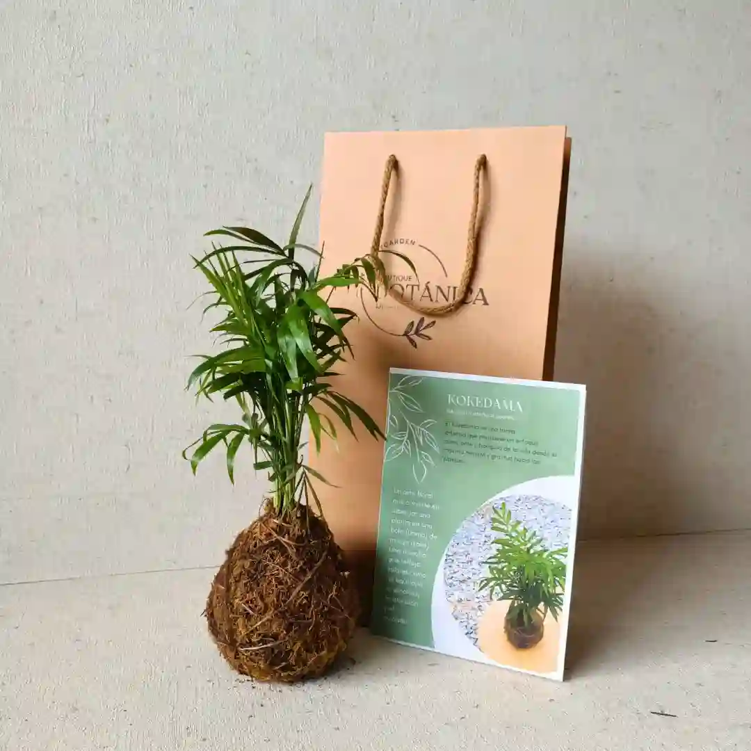 Handmade kokedama