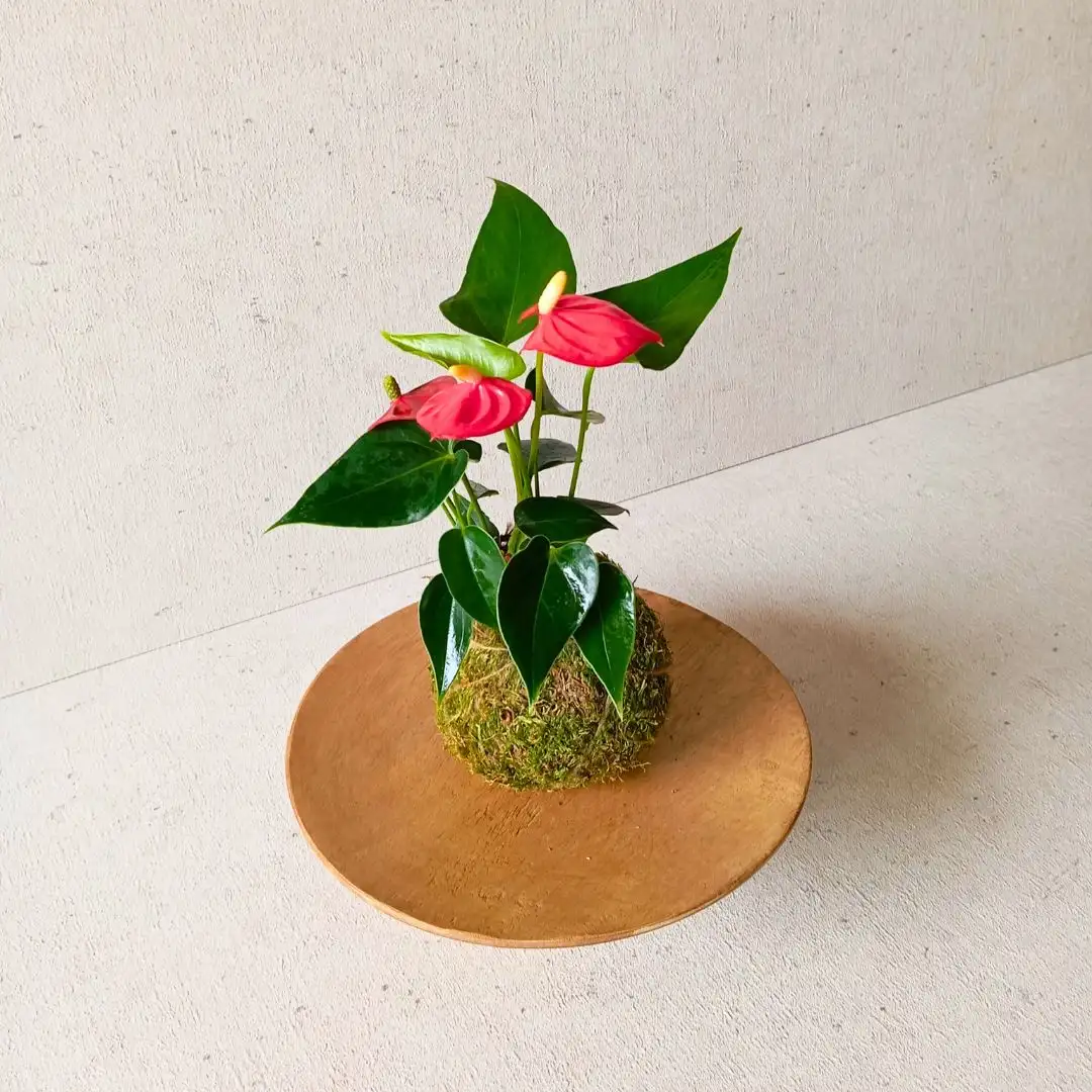 Handmade kokedama - Image 2