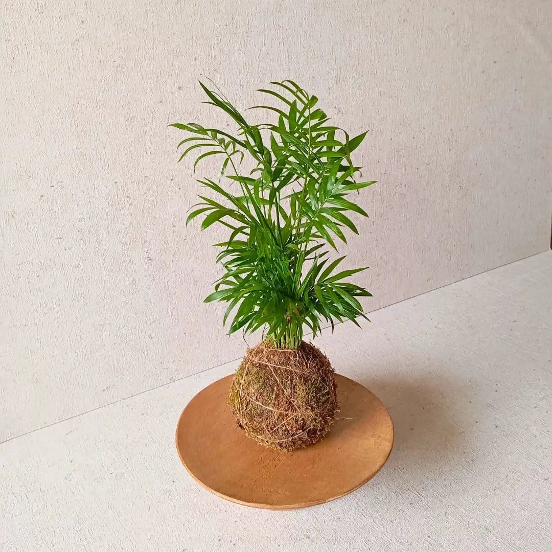 Handmade kokedama - Image 3