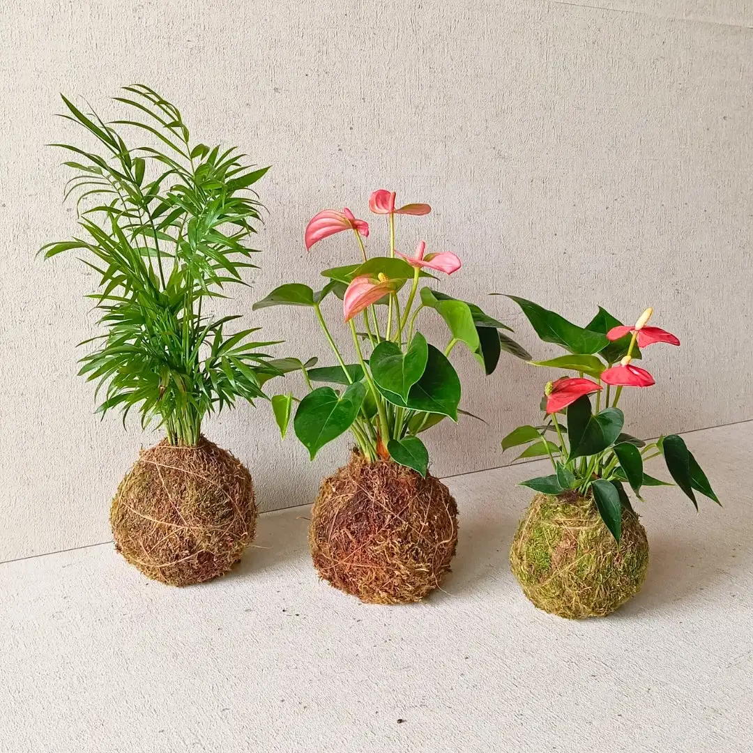 Handmade kokedama - Image 4