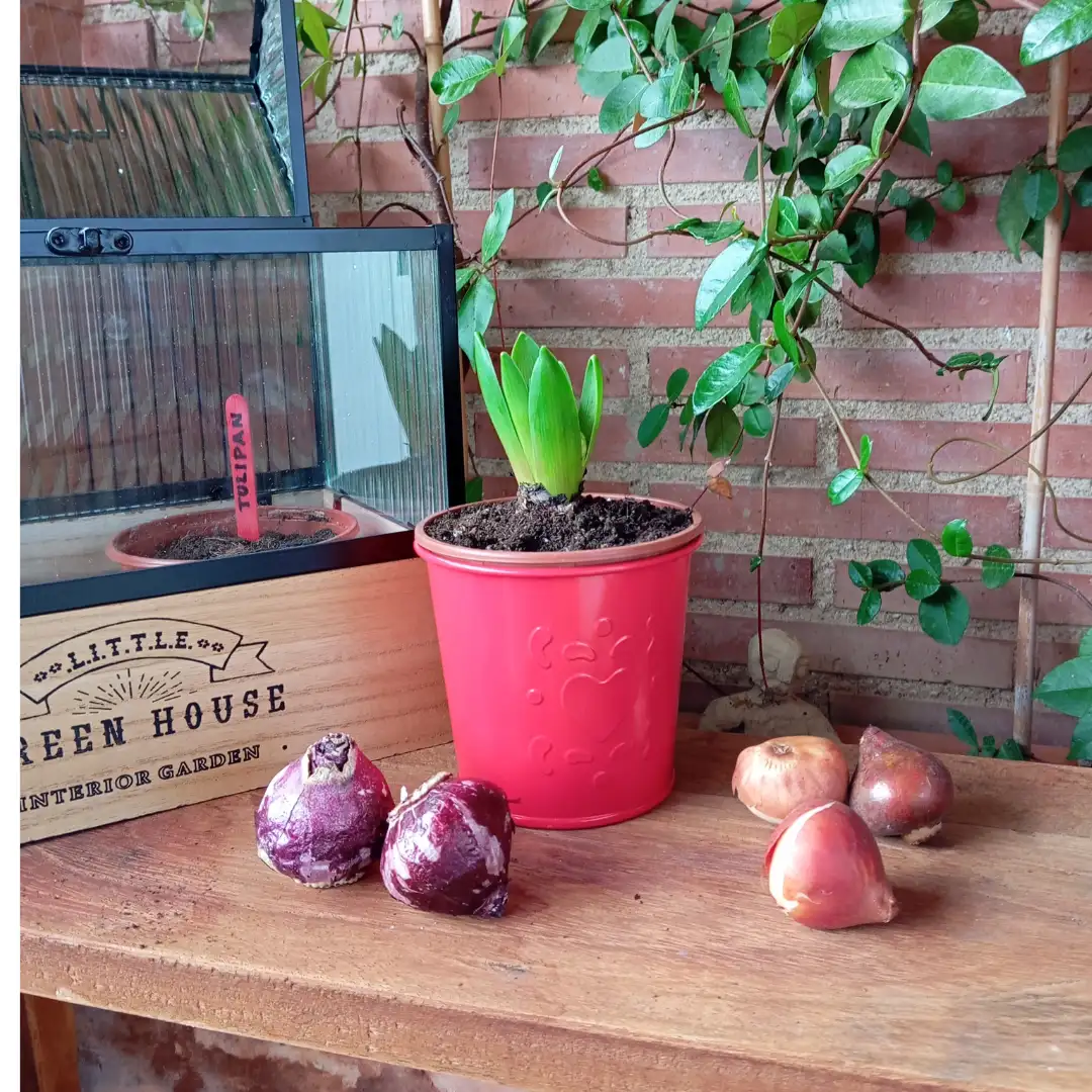 Children's Mini Greenhouse - Image 2