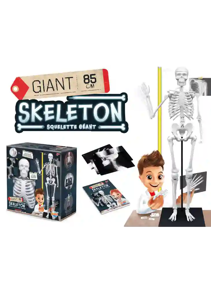 Giant 85 cm skeleton