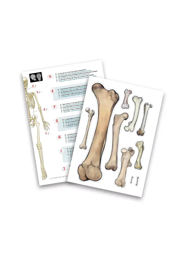 Giant 85 cm skeleton - Image 2