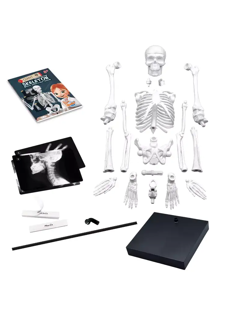 Giant 85 cm skeleton - Image 3