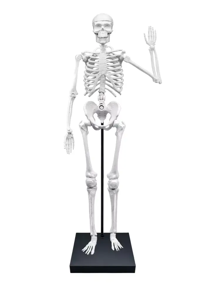 Giant 85 cm skeleton - Image 4