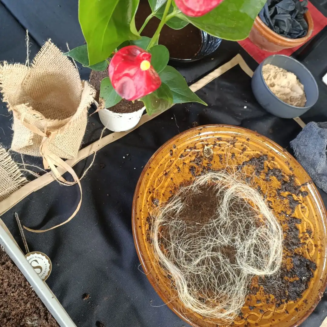 Experiencia Taller Kokedama - Imagen 6