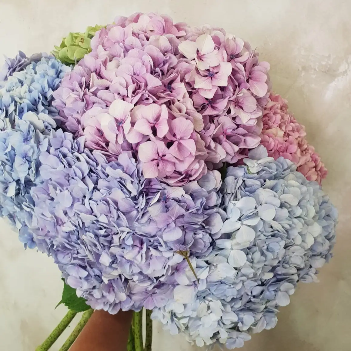 Ramo de Hortensia