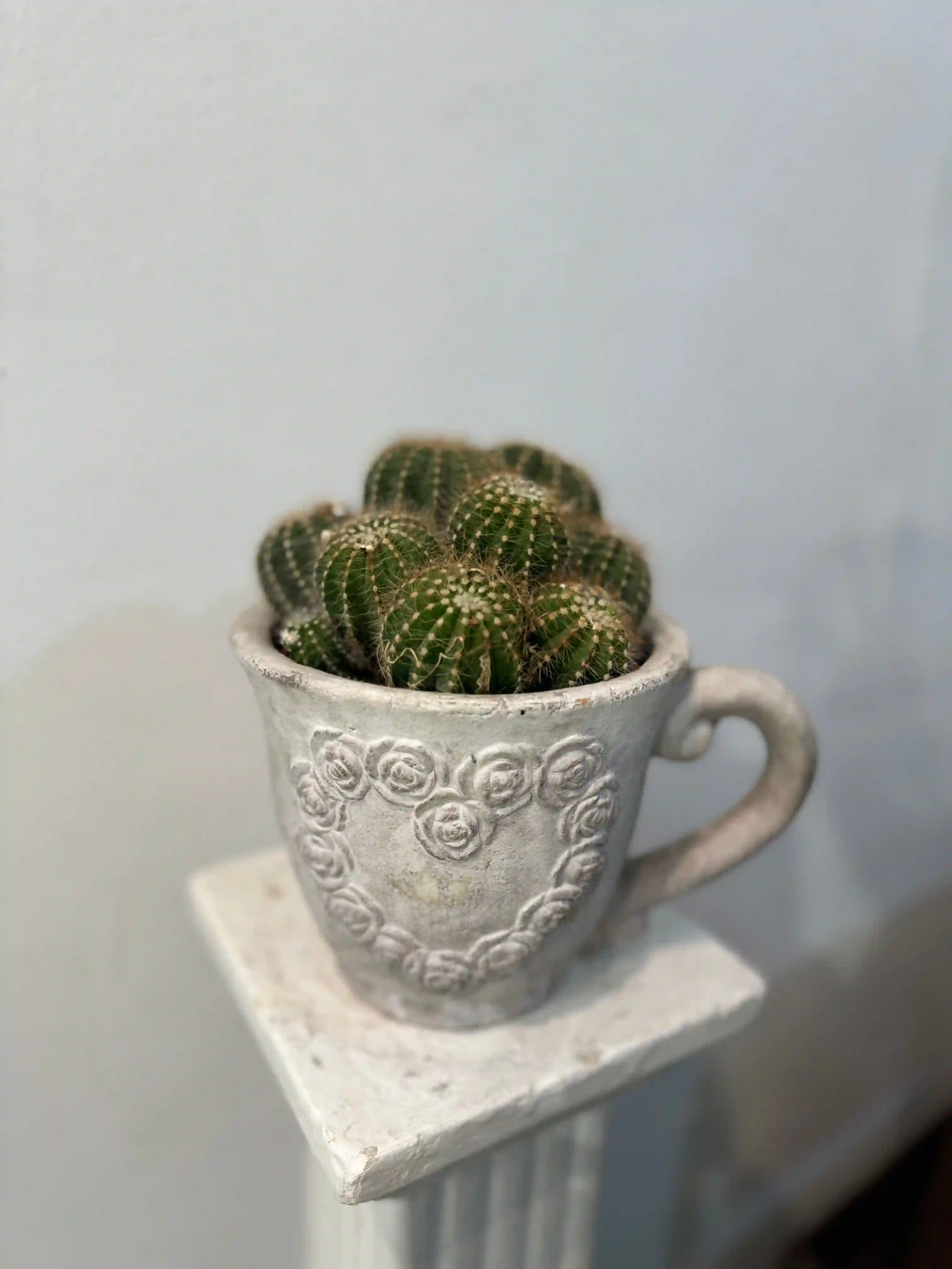 Taza Macetero