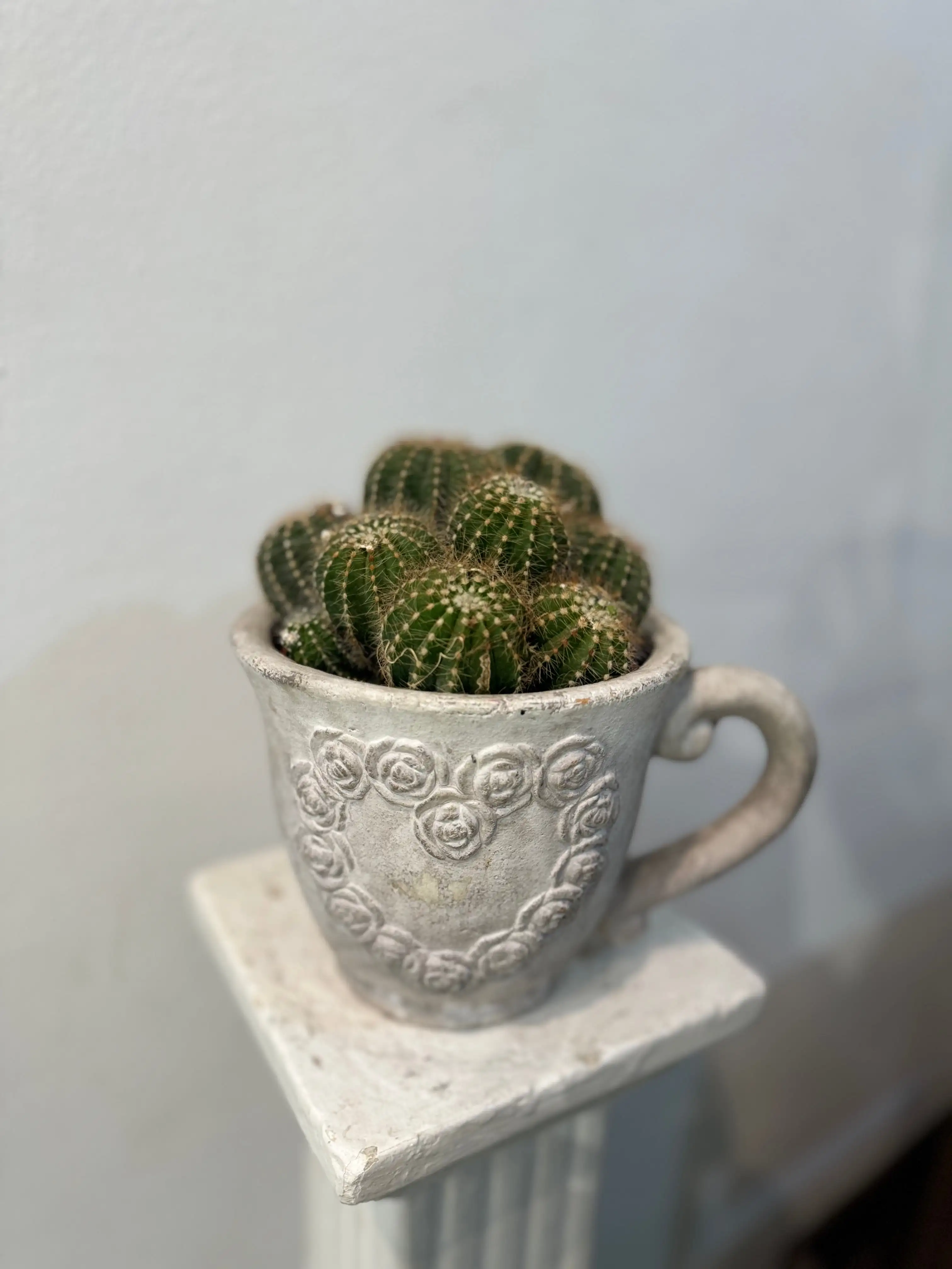 Taza Macetero