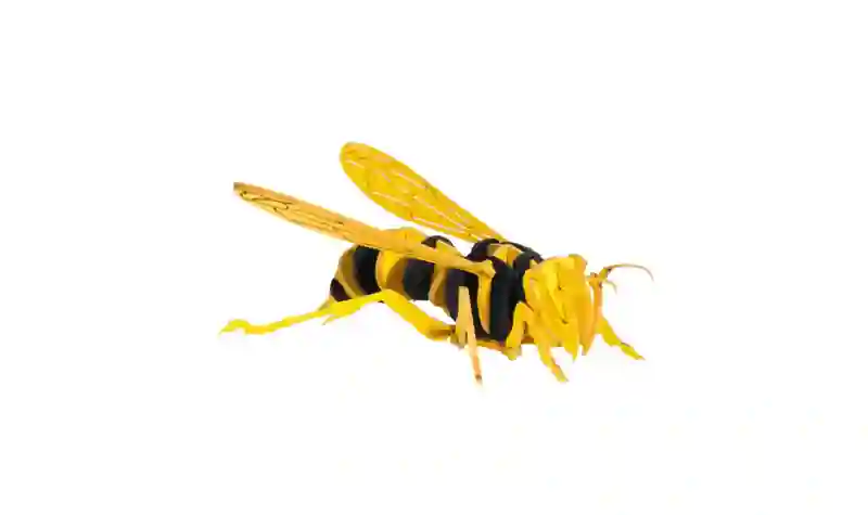 Modelo de papel - avispa
