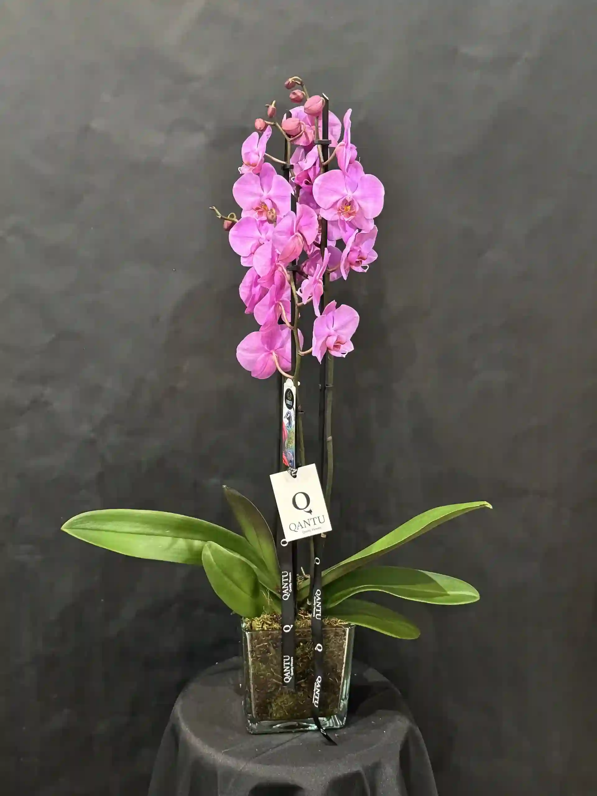 Orquídea Rosa