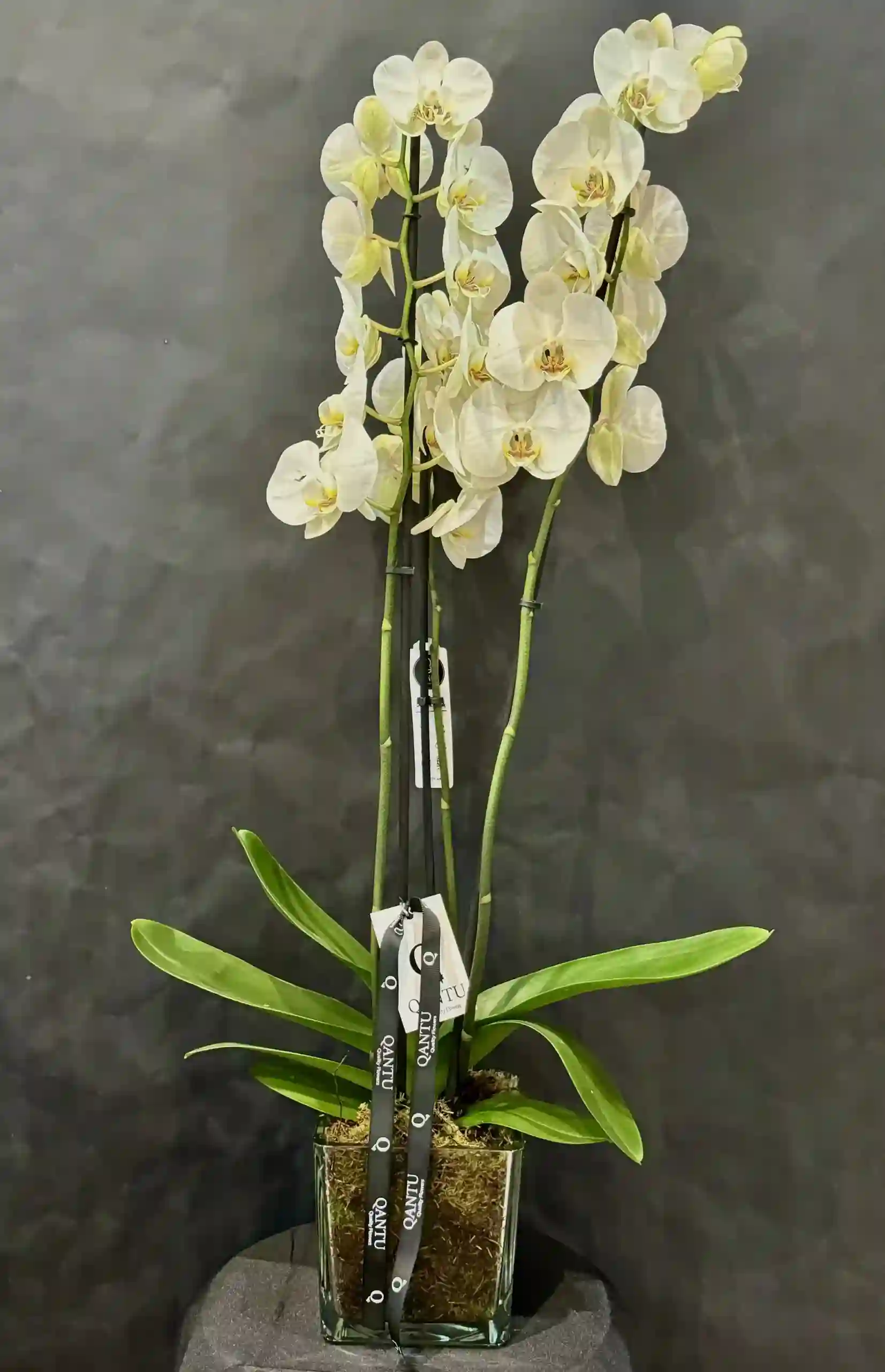 Orquídea Blanca