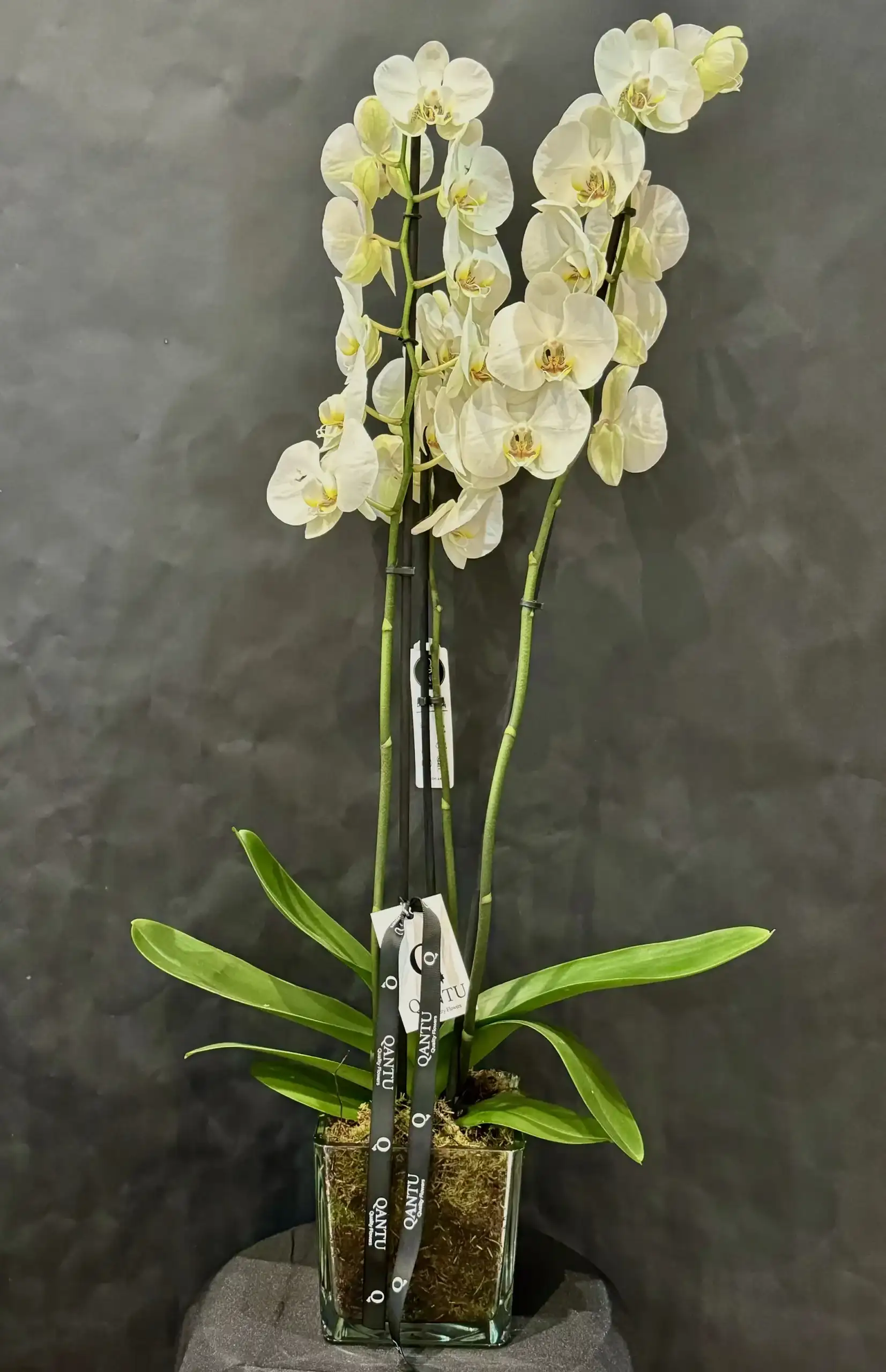 Orquídea Blanca
