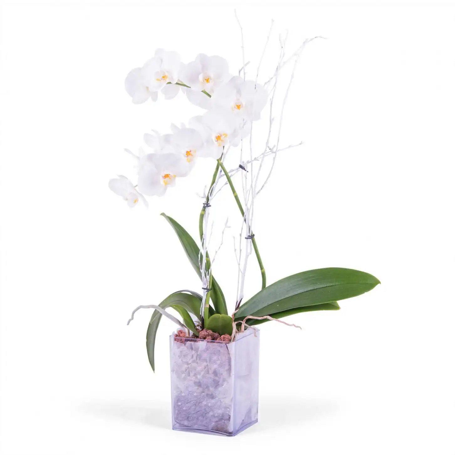 Orquídea para Regalo 3