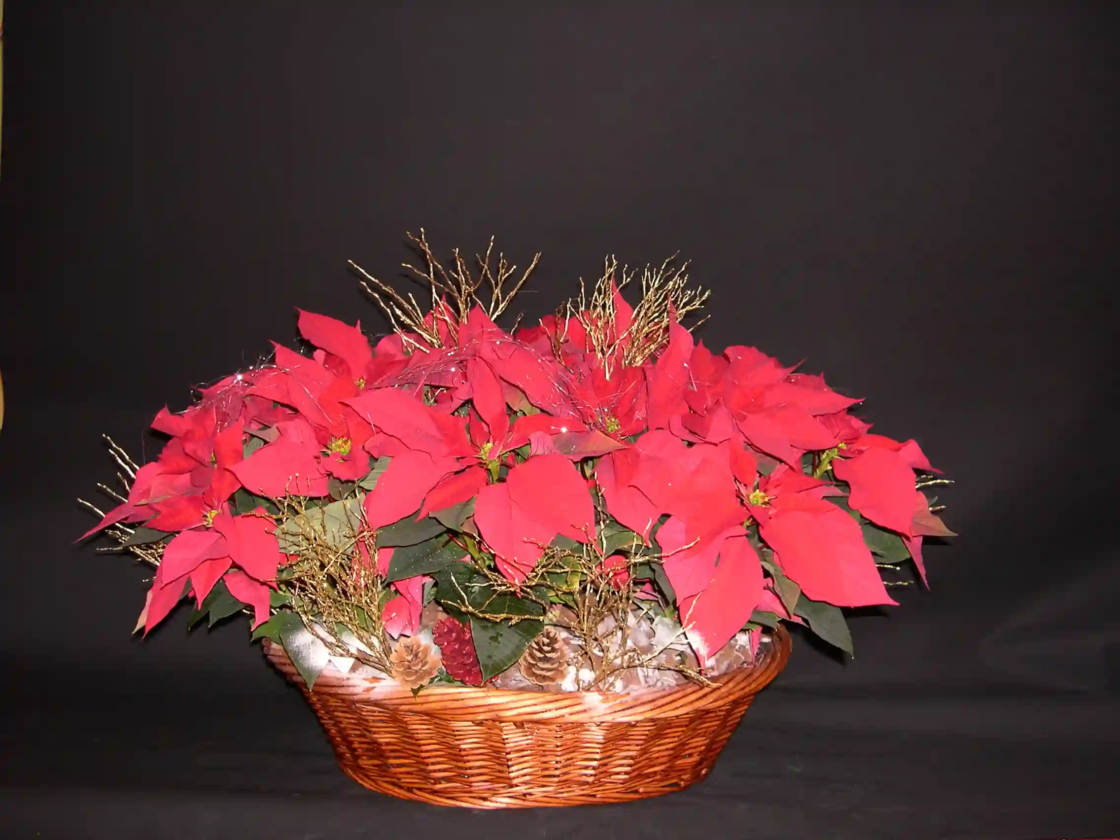 Cesta de Poinsettias