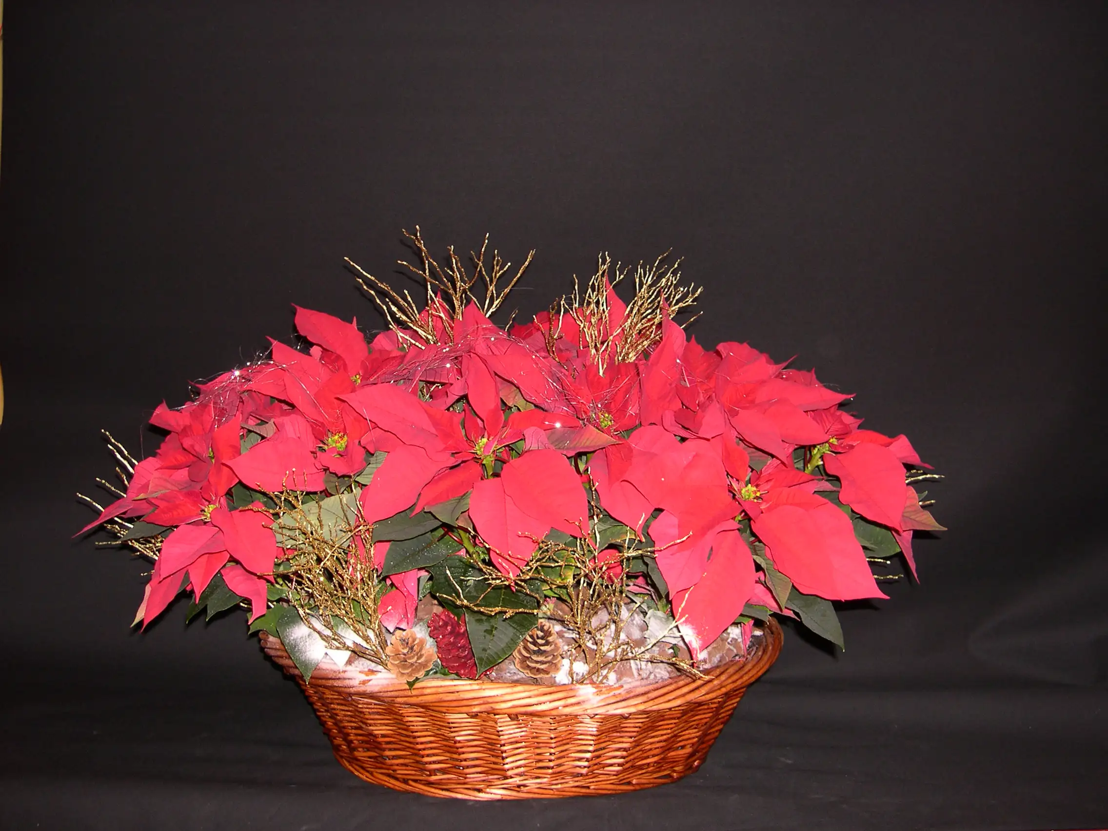 Cesta de Poinsettias