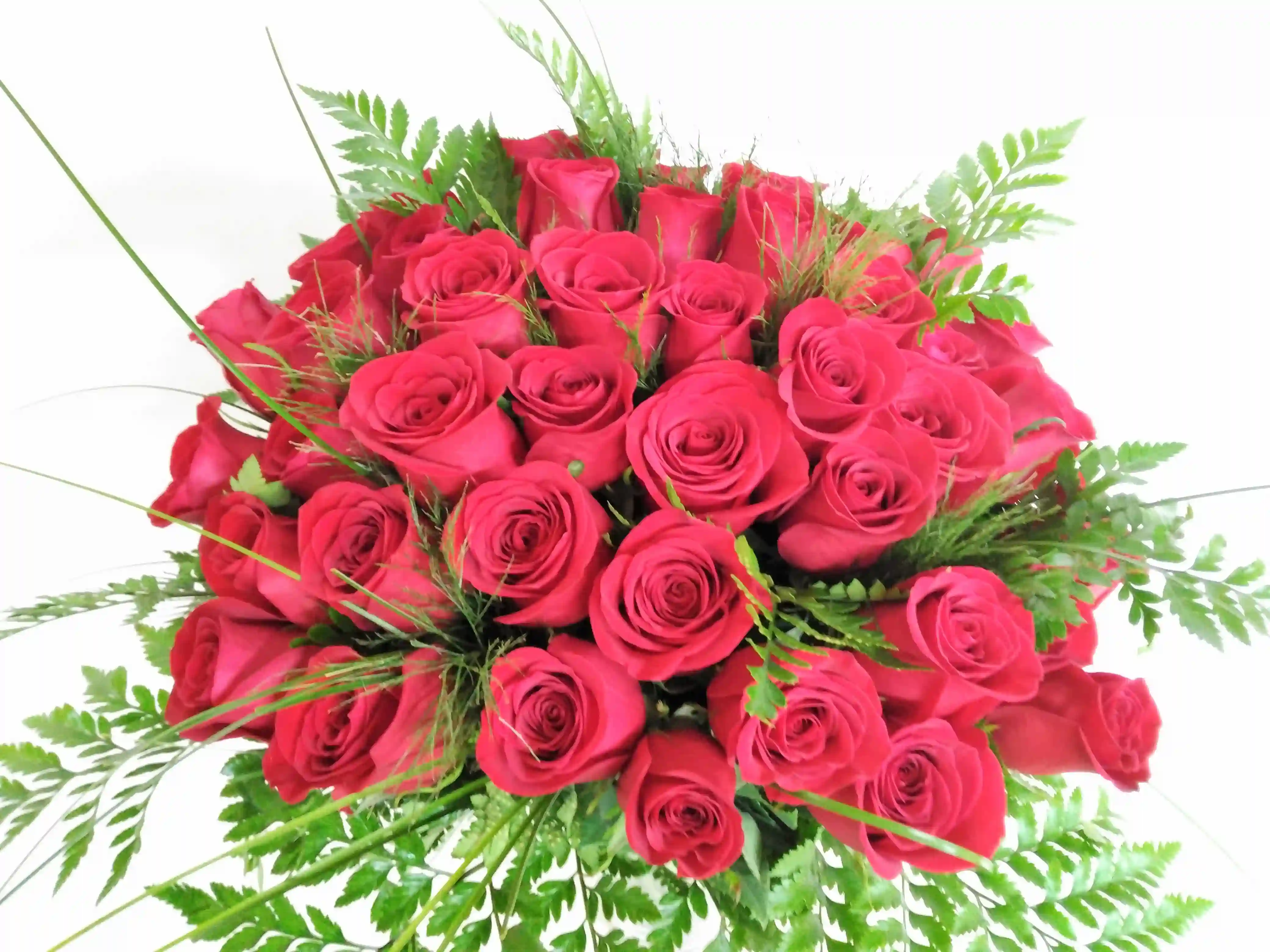 36 ROSAS ROJO