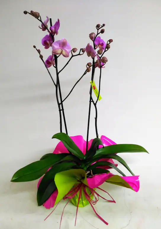 Orquídea para Regalo