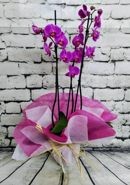Orquídea para Regalo 2