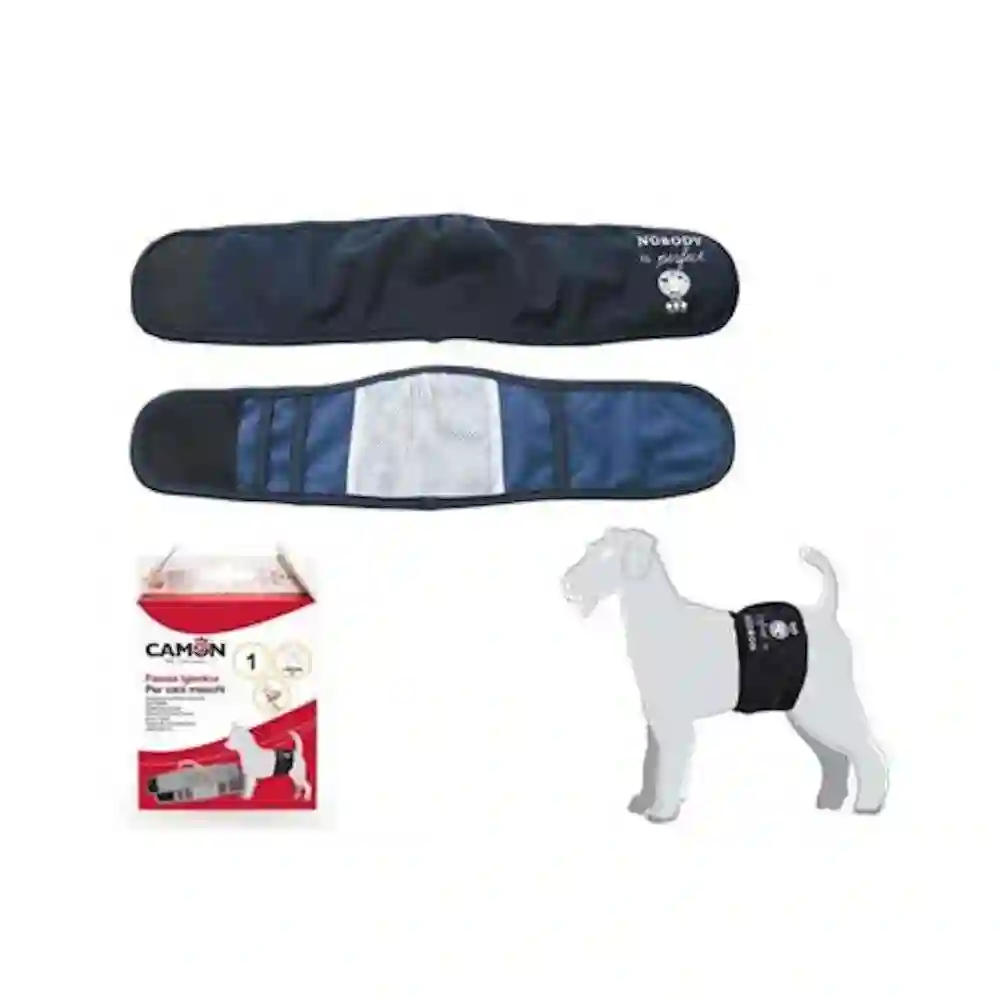 Camon faja higiénica para perros macho