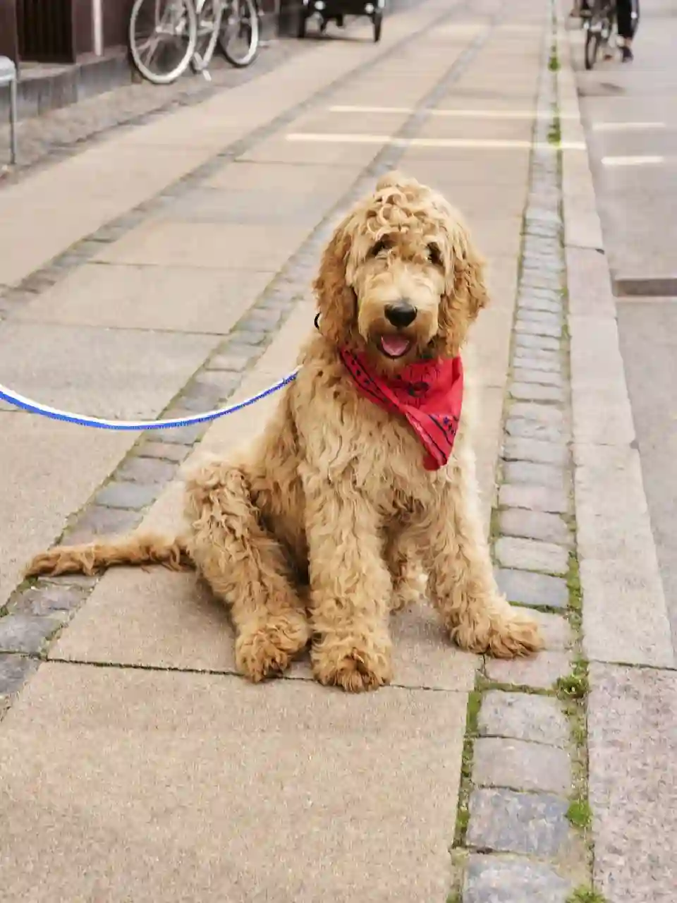 Bufanda de perros