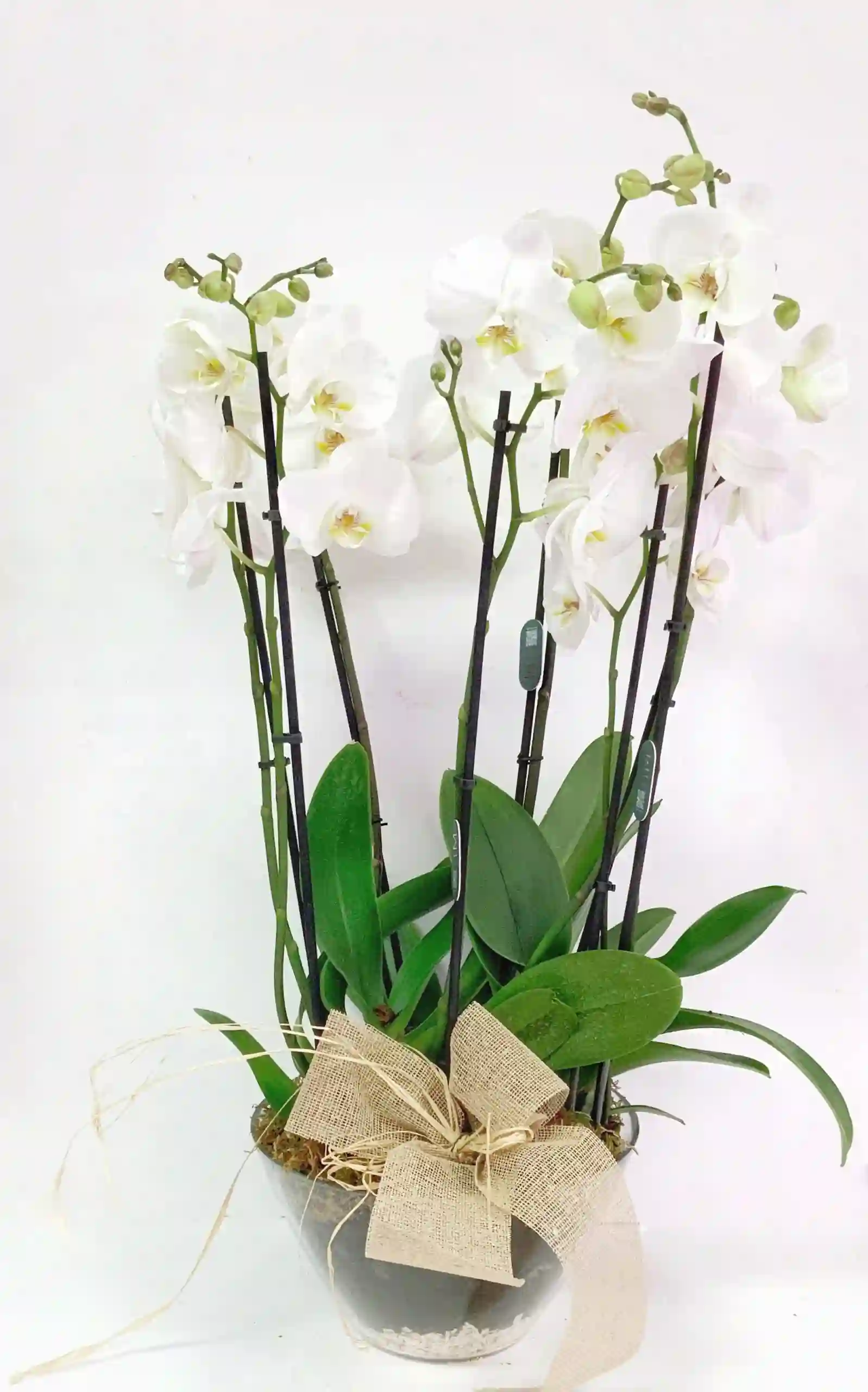 Conjunto Phalenopsis Base Cristal