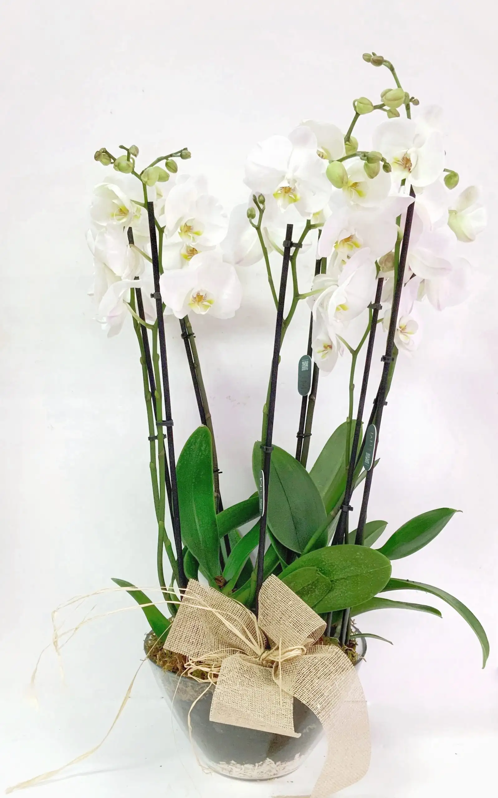 Conjunto Phalenopsis Base Cristal