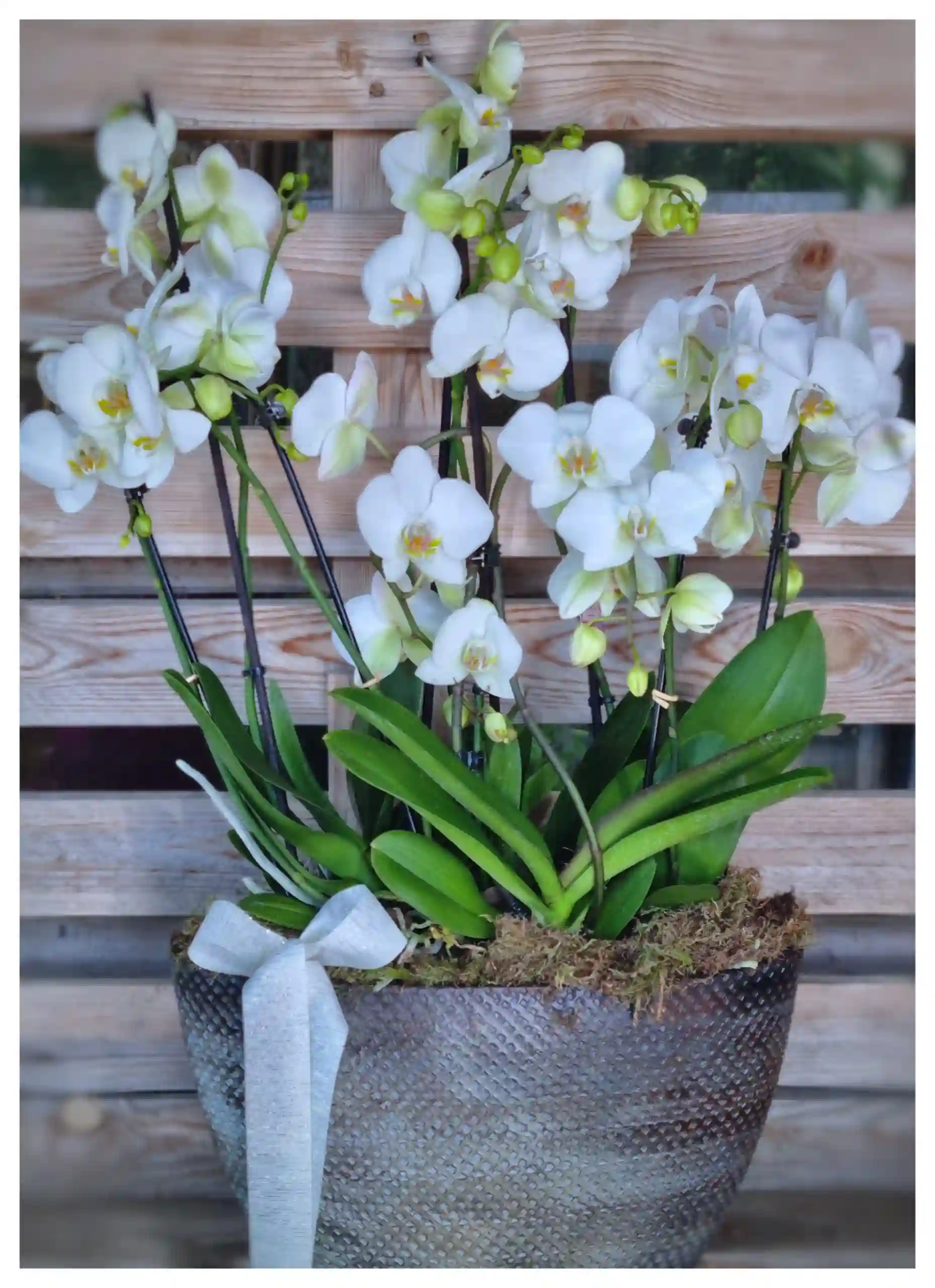 Conjunto Phalenopsis Blancas