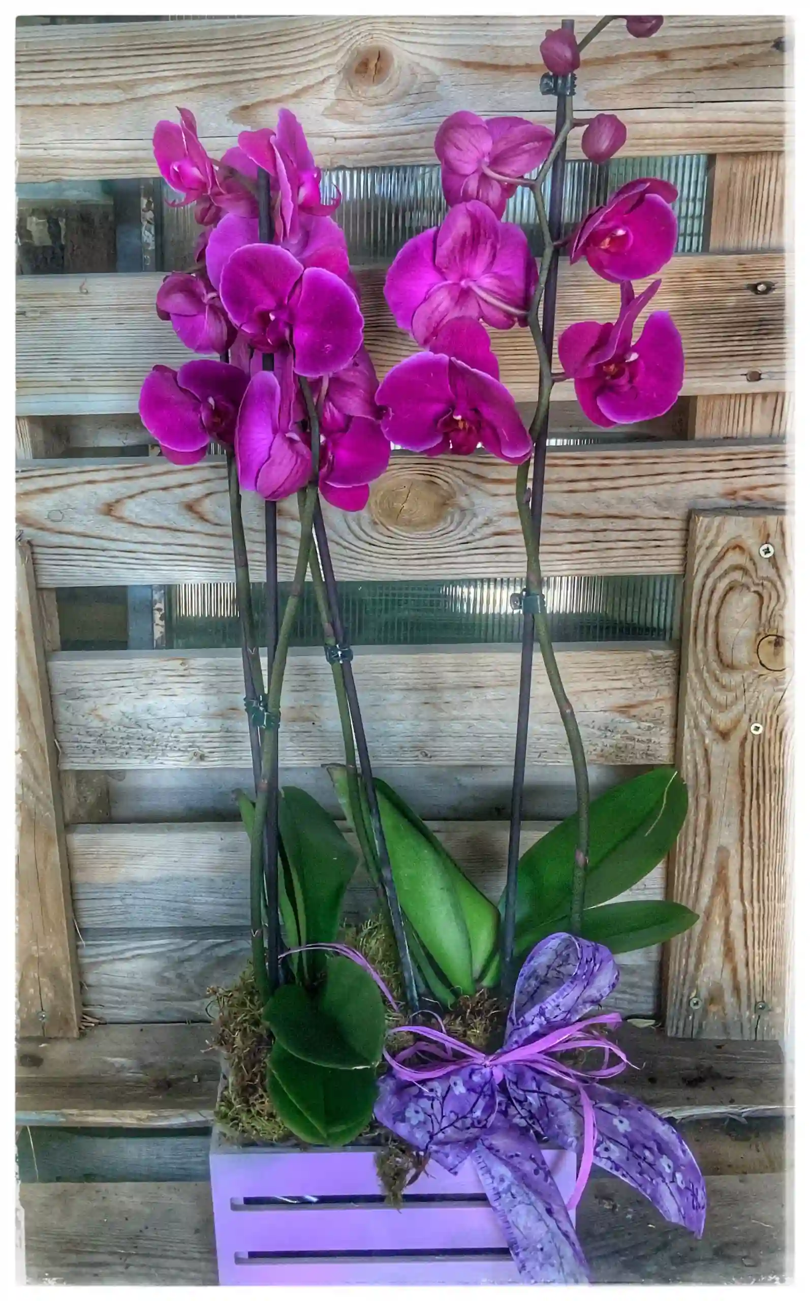 Caja de Orquídeas