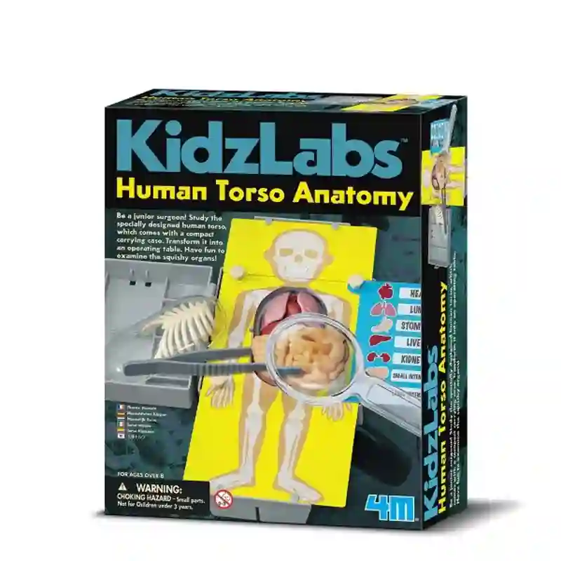 4M Anatomía del Torso Humano