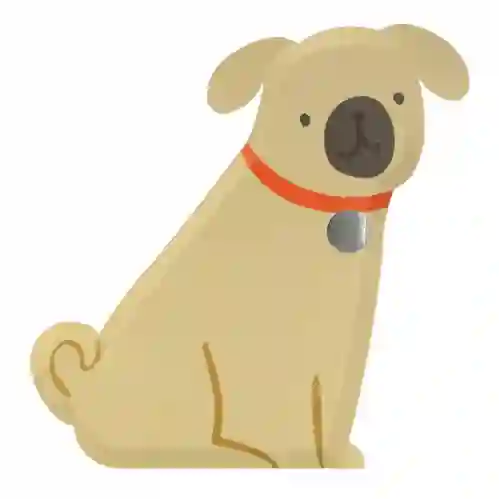 Platos pug