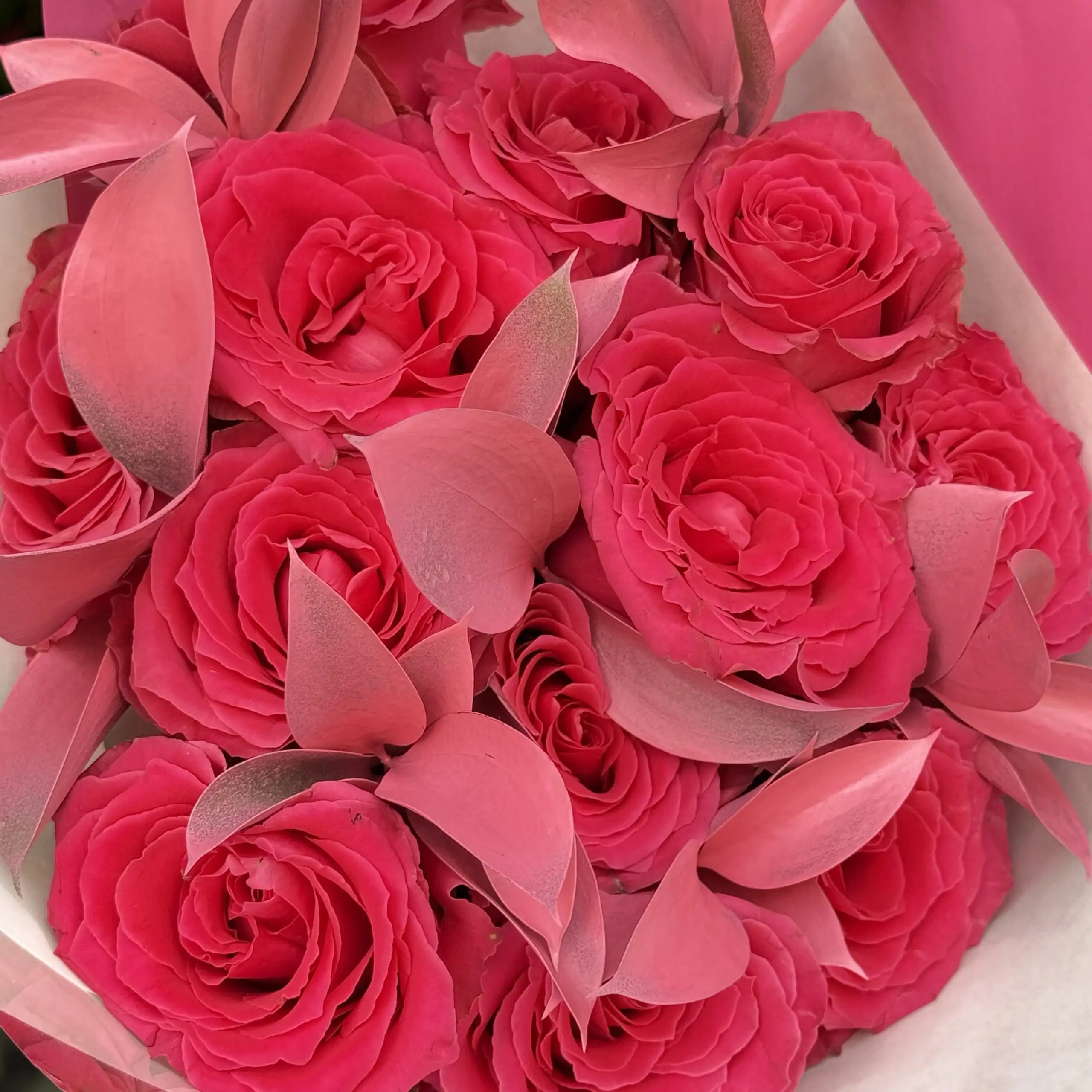 Rosas fucsia 13 tallos