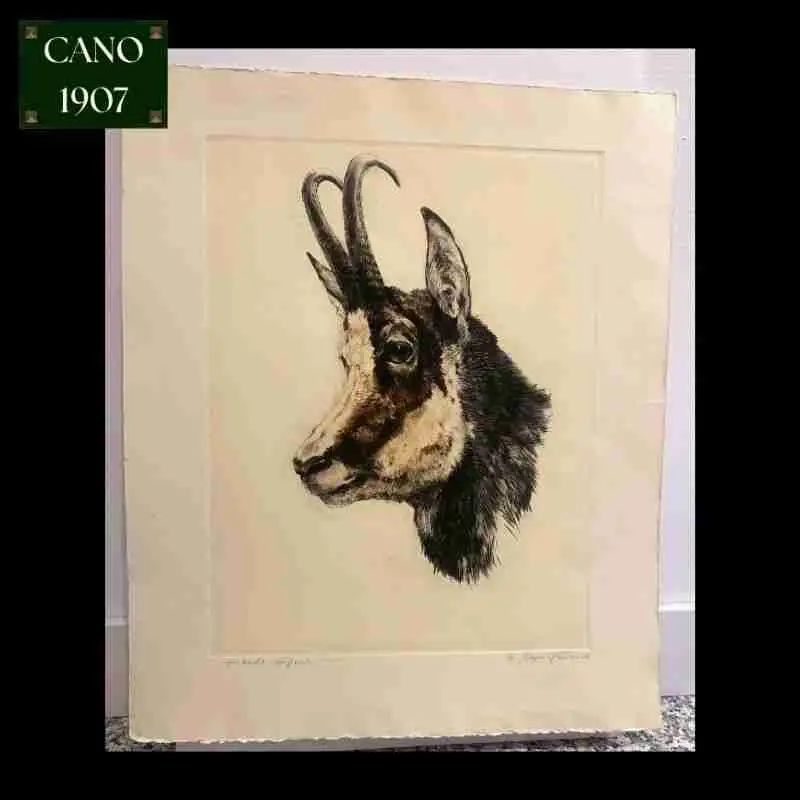 Lámina "Cabra Montesa" - Imagen 2