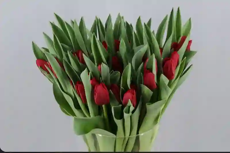 Red Tulipanes Holland, home shipping