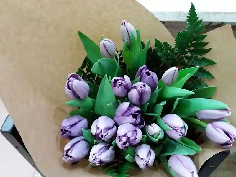 Holland purple tulips, home shipping