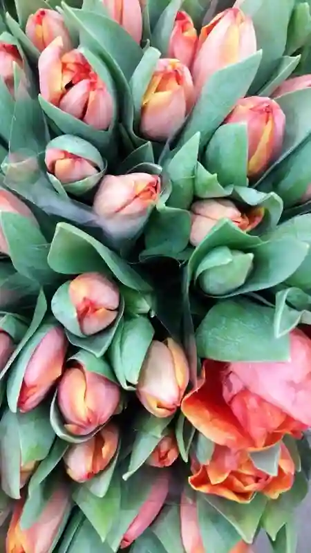Orange Tulipanes Holland home shipments