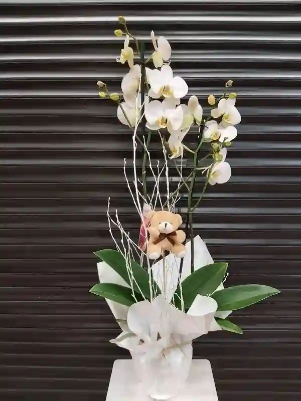 Orquídea blanca o Rosa