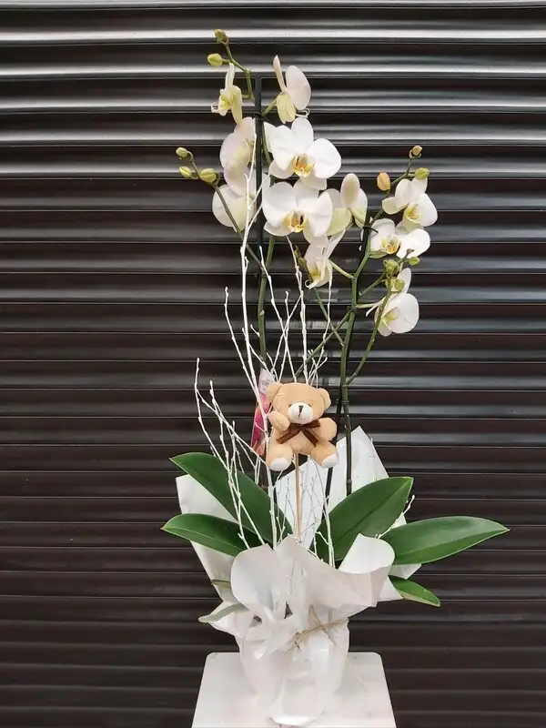 Orquídea blanca o Rosa